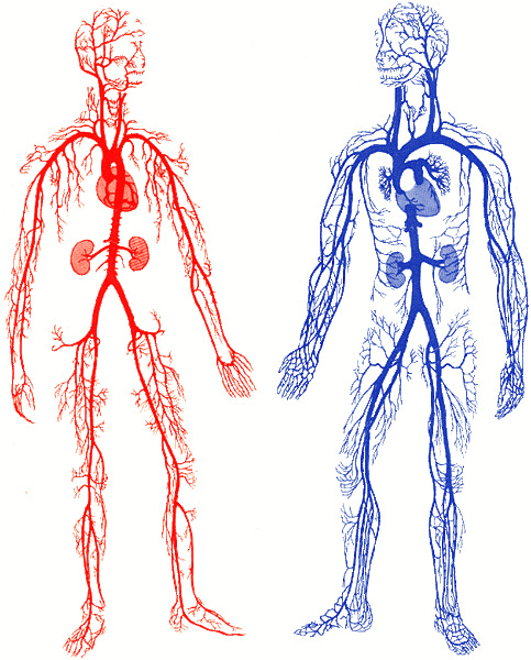 arteries and veins.gif