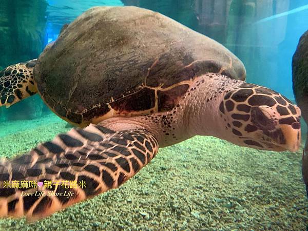 澎湖水族館, 澎湖全新開幕室內親子景點,澎湖 海底隧道, 澎湖 海龜