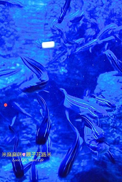 澎湖水族館, 澎湖全新開幕室內親子景點,澎湖 海底隧道, 澎湖 海龜