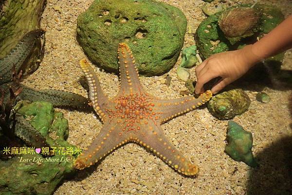 澎湖水族館, 澎湖全新開幕室內親子景點,澎湖 海底隧道, 澎湖 海龜