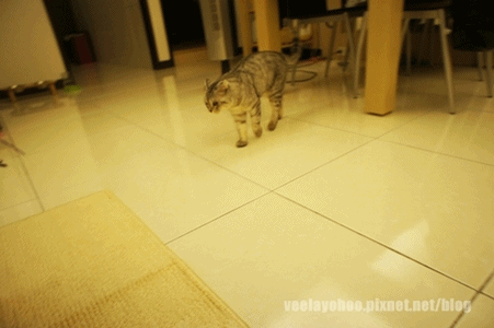 走路喲虎.gif 走路喲虎.gif