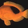 Amphiprion ephippium002.jpg