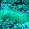 長毛蕈珊瑚