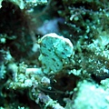 海藻豆丁海馬