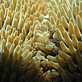 海葵蝦