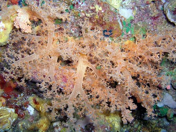 棘穗珊瑚的一種