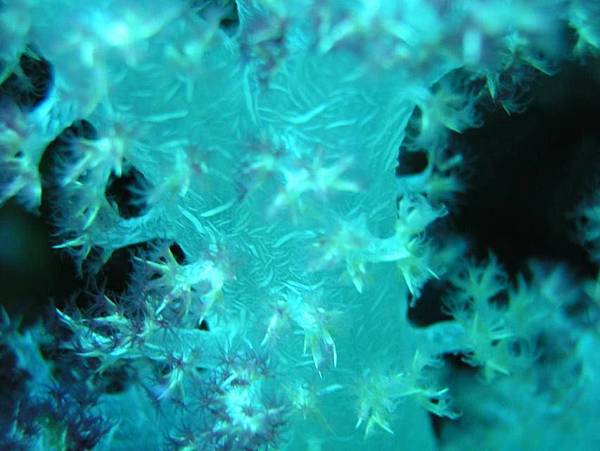 棘穗珊瑚的微距