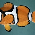 Amphiprion percula001.jpg