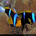 Amphiprion chrysopterus03.jpg