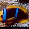 Amphiprion chrysopterus04.jpg