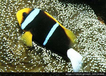 Amphiprion chrysopterus01.jpg