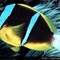 Amphiprion chrysopterus02.jpg