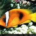 Amphiprion frenatus01.jpg