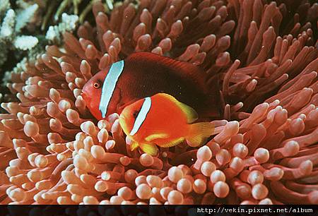 Amphiprion frenatus02.jpg