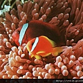 Amphiprion frenatus02.jpg