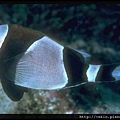 Amphiprion latezonatus004.jpg