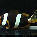 Amphiprion latifasciatus001.jpg