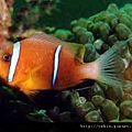 Amphiprion omanensis004.jpg