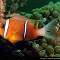 Amphiprion omanensis001.jpg