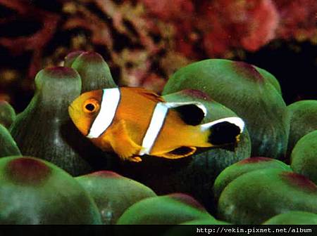 Amphiprion omanensis002.jpg