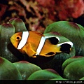 Amphiprion omanensis002.jpg