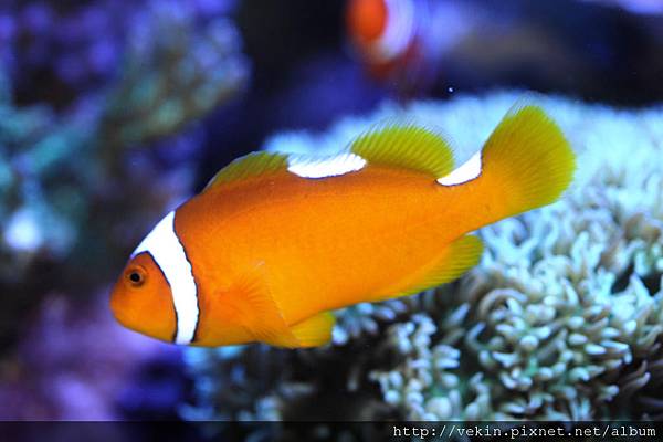 Amphiprion thiellei003.jpg