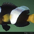 Amphiprion polymnus003.jpg