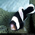 Amphiprion polymnus004.jpg