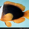 Amphiprion rubrocinctus001.jpg