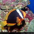 Amphiprion rubrocinctus002.jpg