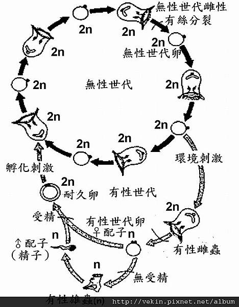 fig04-02lifecycle.jpg