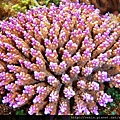 Acropora 009