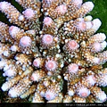 Acropora 010