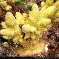 Acropora 012