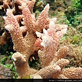 Acropora 014