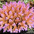 Acropora 016