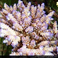 Acropora 018