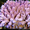 Acropora 017