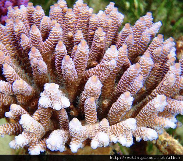 Acropora 019