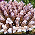 Acropora 019