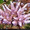 Acropora 020