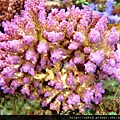 Acropora 022