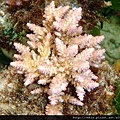 Acropora 024