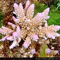 Acropora 025