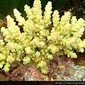 Acropora 026