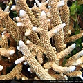 Acropora 029