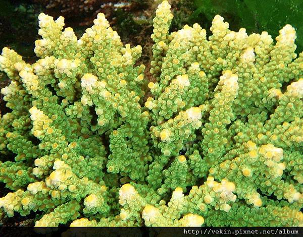 Acropora 031