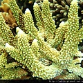 Acropora 032