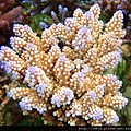 Acropora 033