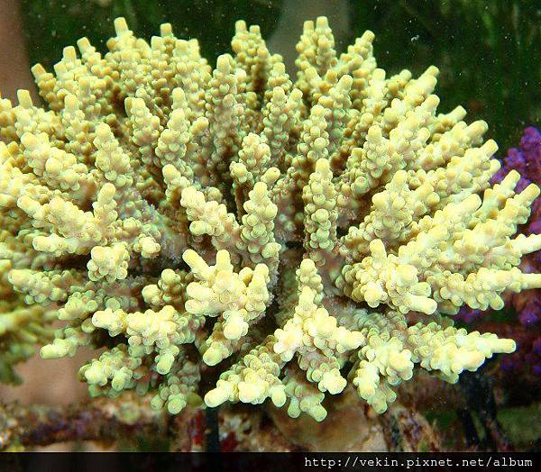 Acropora 036